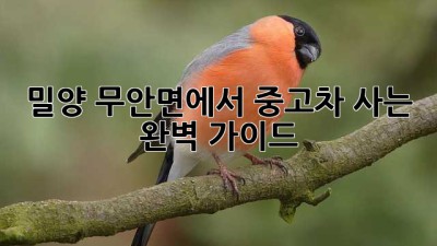 밀양 무안면에서 중고차 사는 완벽 가이드!